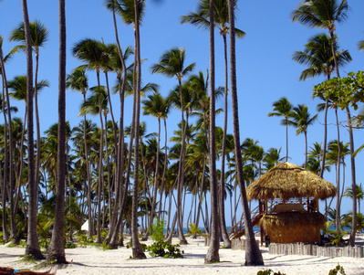 Strand mit Palmen