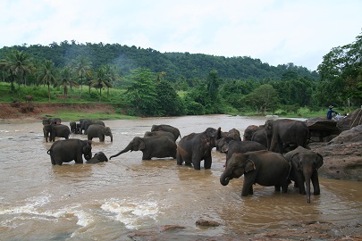 Elefanten Sri Lanka