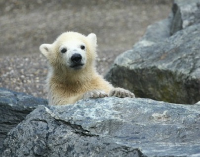 Kleiner Eisbär